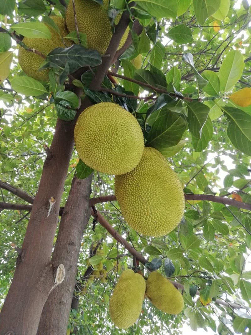 菠萝菠萝蜜高清视频在线7菠萝菠萝蜜在线观看视频社区-第2张图片