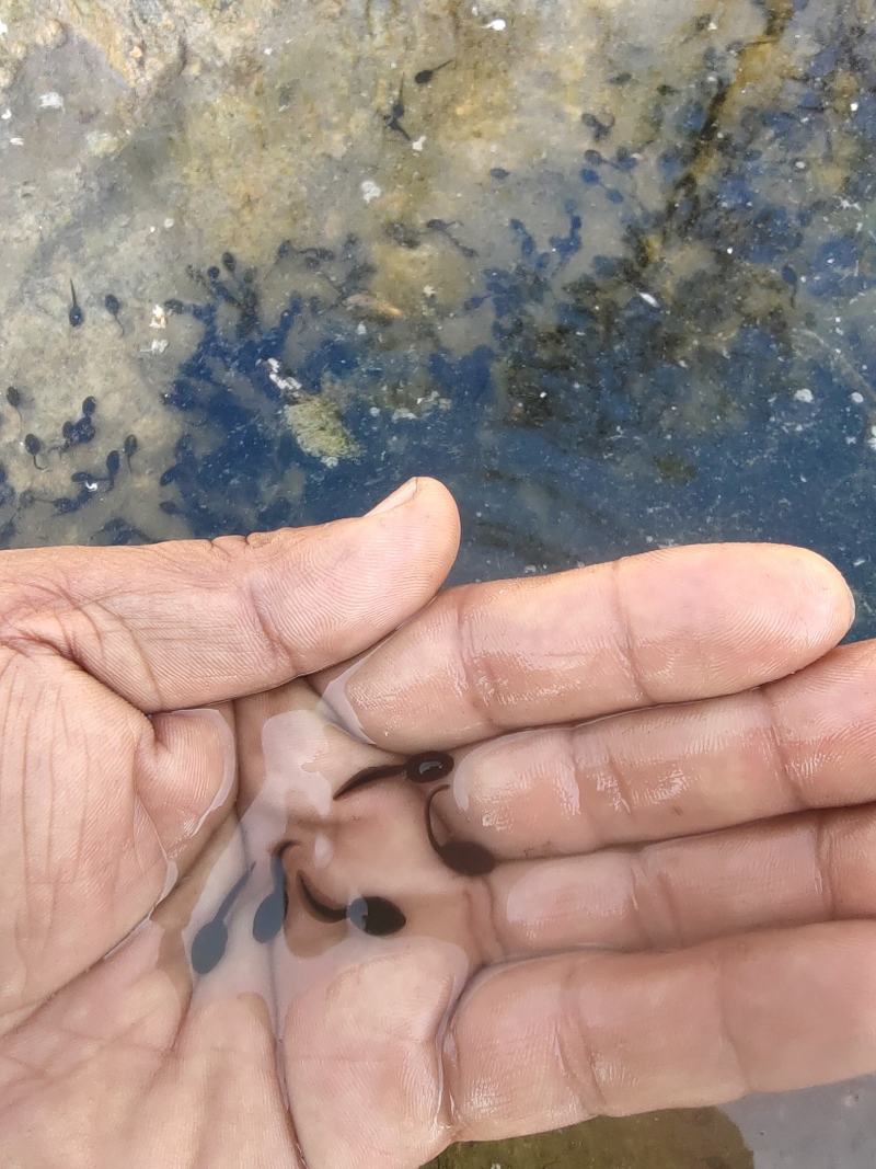 小蝌蚪在线观看视频WWW破解版小蝌蚪在线观看视频WWW破解版