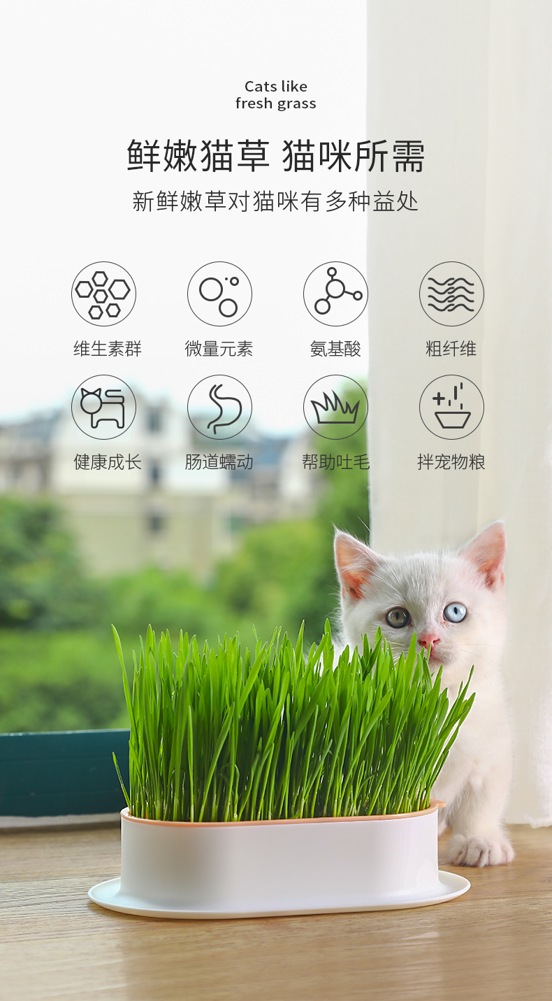 种子猫种子猫，宠物的未来与选择