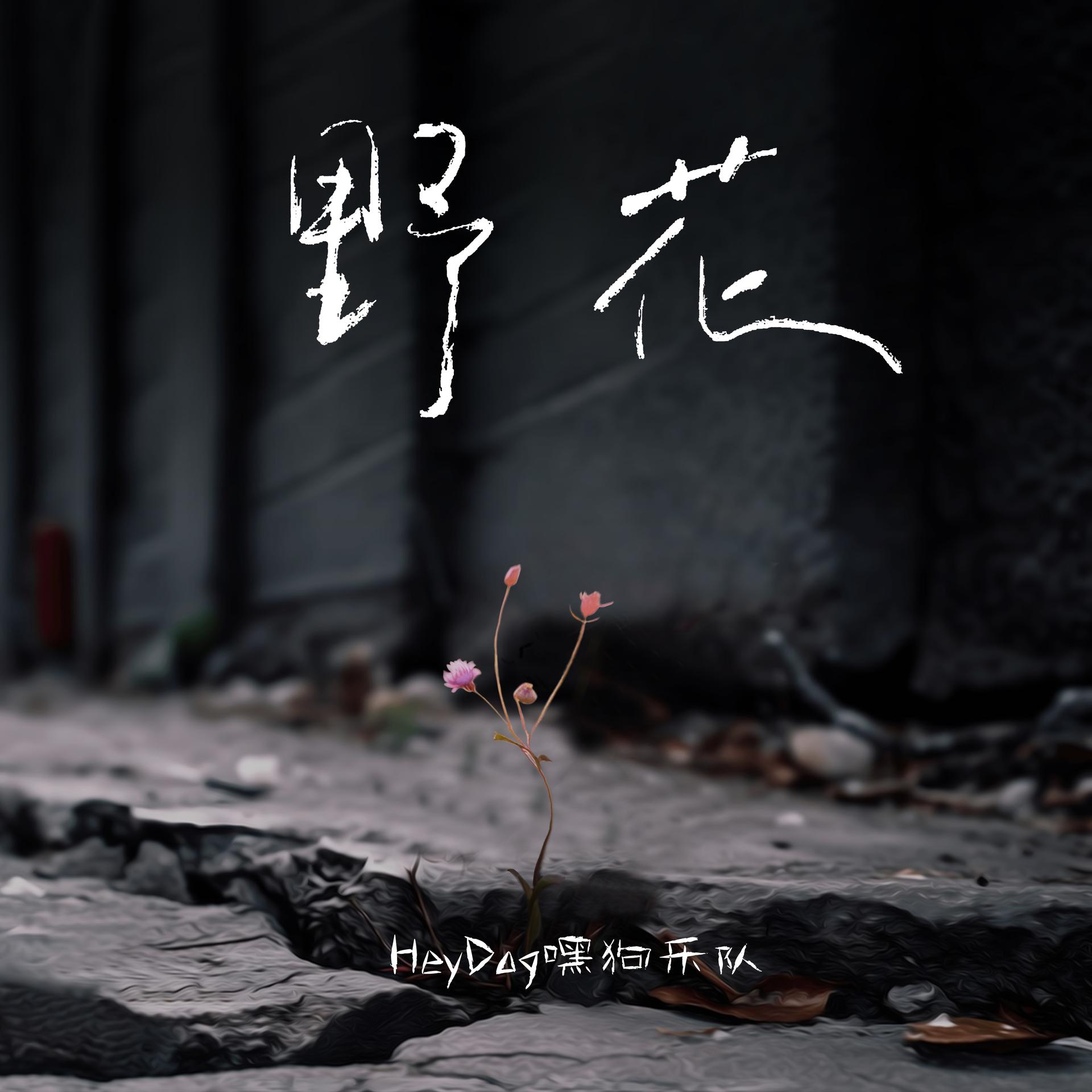 野花视频在线观看与在线观看体验-第1张图片