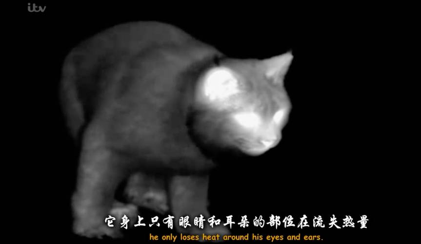 香港毛片香港毛片，情色文化的独特魅力-第3张图片