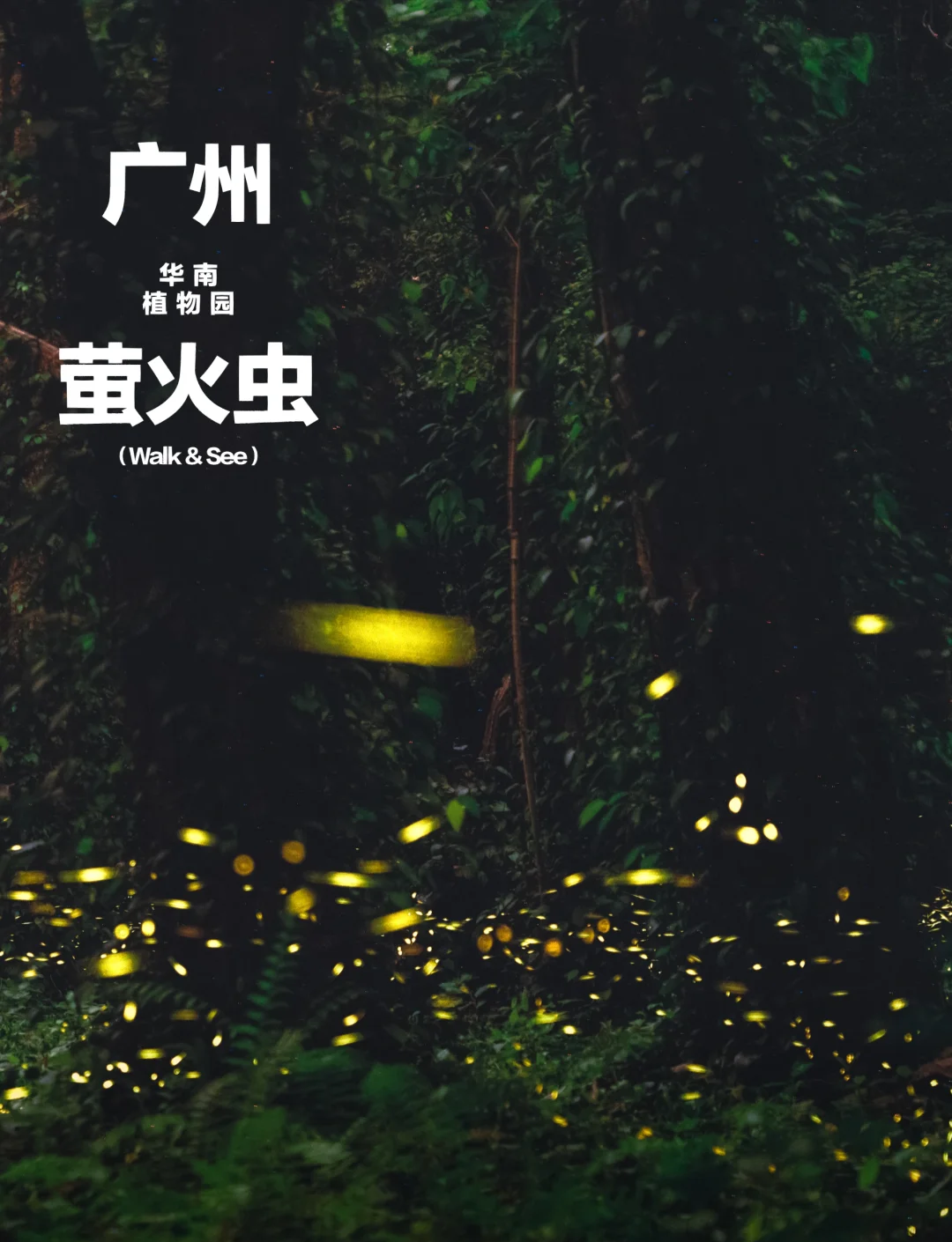 广州萤火虫，城市的夜之精灵-第3张图片