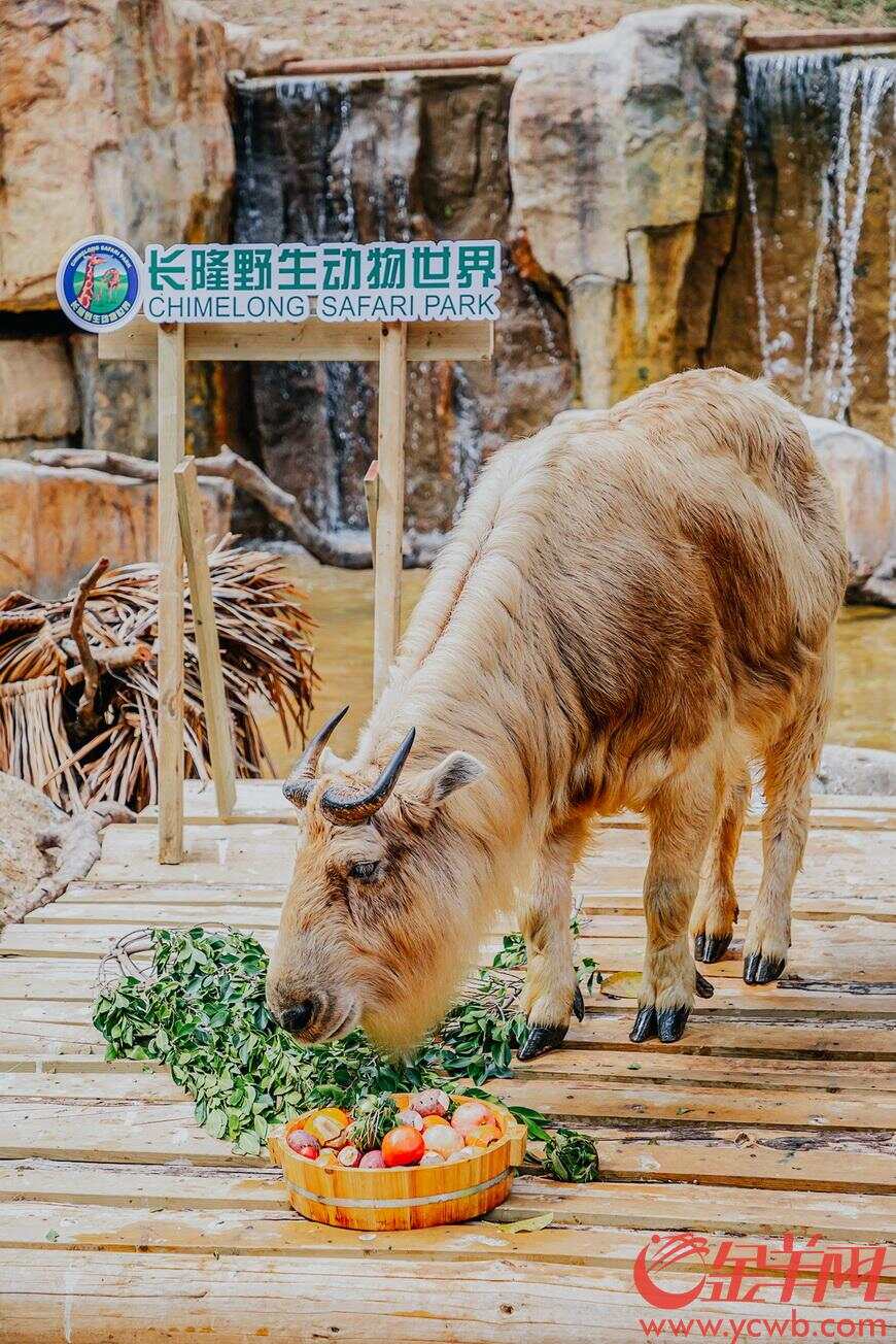 水牛影院观看历史记录水牛影院，沉浸于电影的奇妙世界-第2张图片