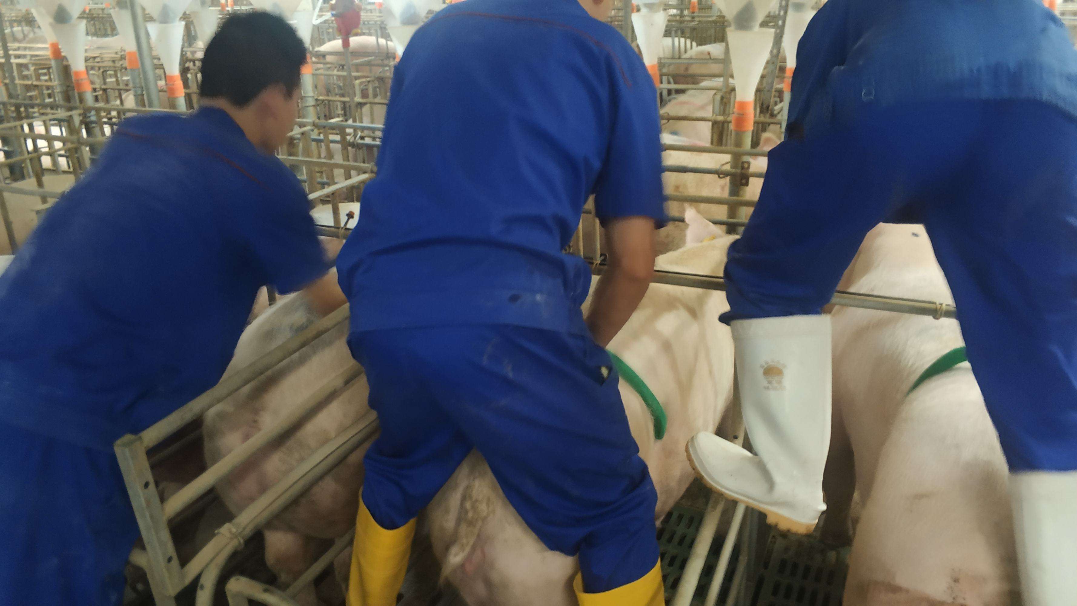 发情发情之谜