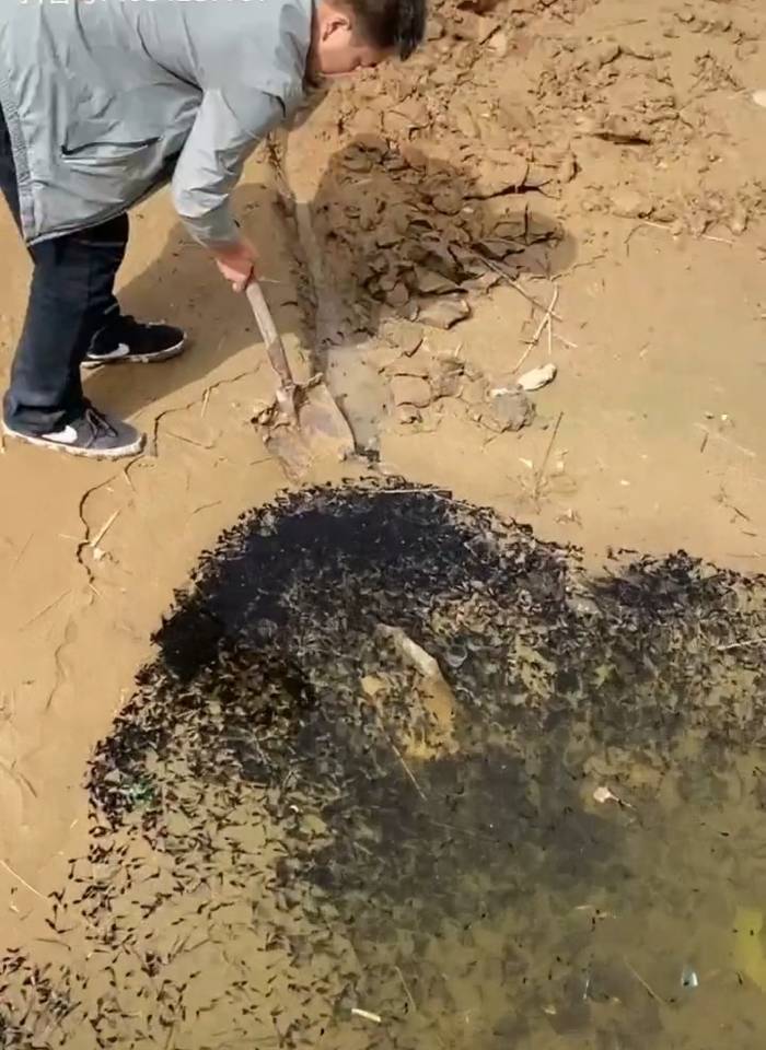 小蝌蚪免费视频我,喜欢你小蝌蚪在线视频免费观看