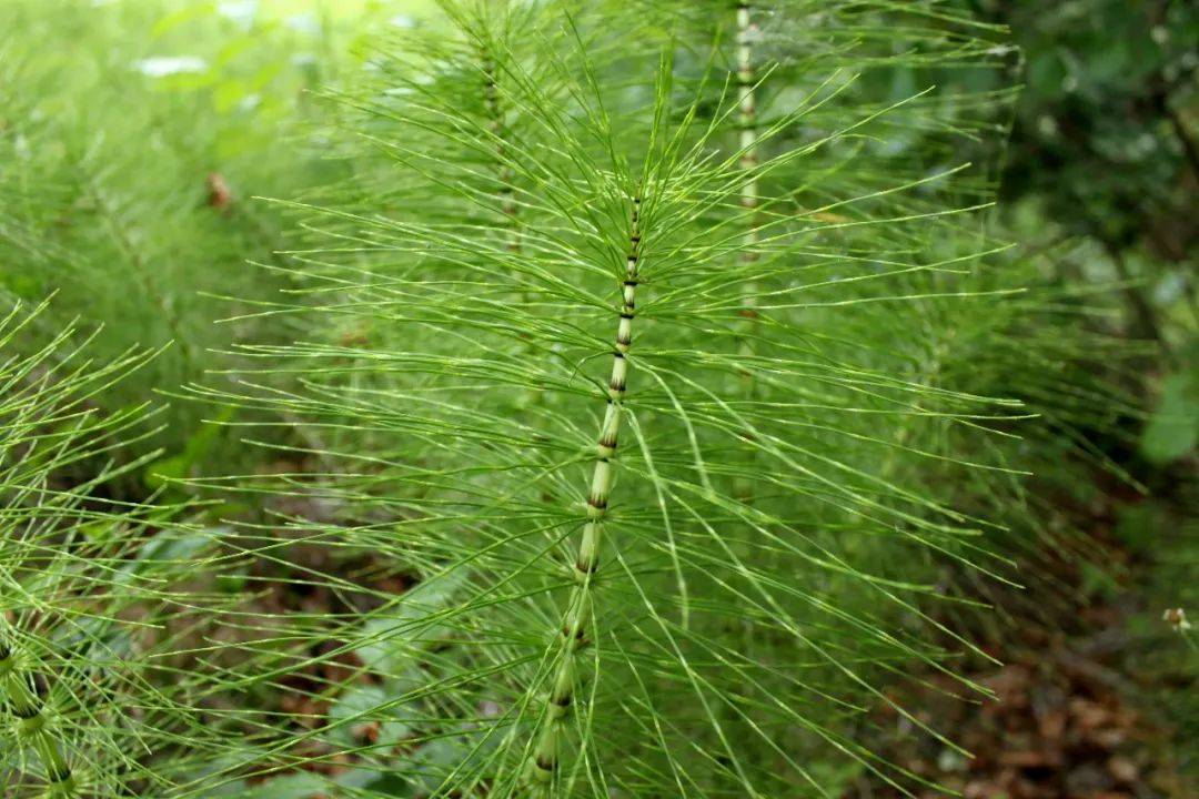 野草乱码一区四区区别探讨-第2张图片