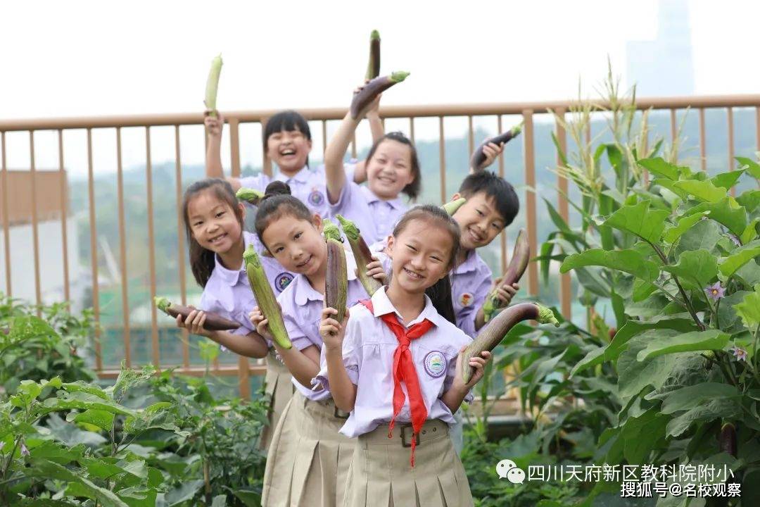 向日葵在线观看免费高清电视剧向日葵西瓜与丝瓜葫芦，瓜果世界的多彩篇章
