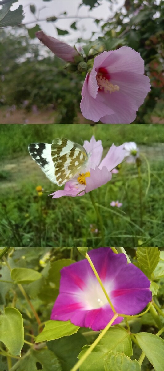 花蝴蝶2019直播花蝴蝶2019直播盛典，绚烂花海中的奇妙之旅-第1张图片