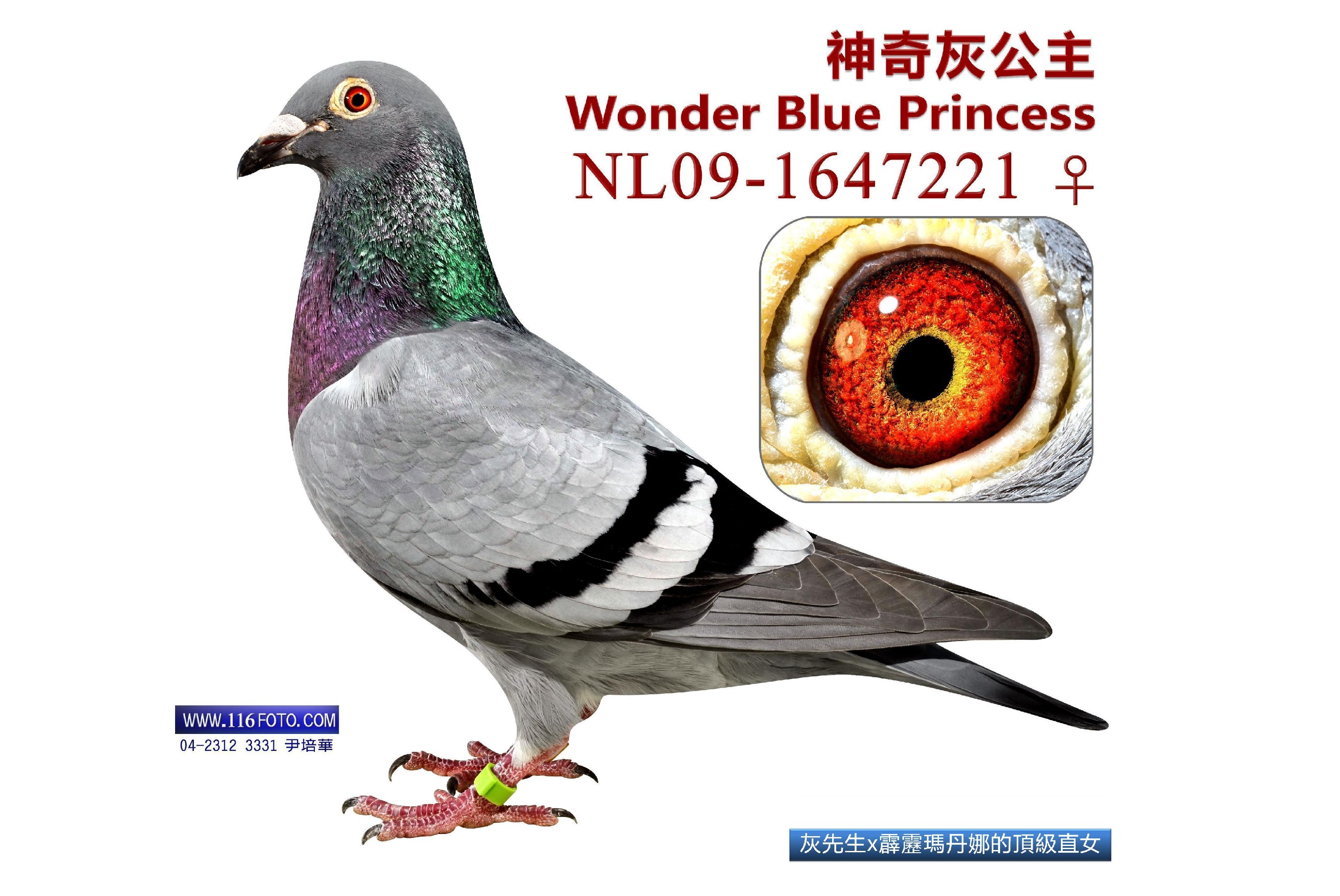 凯尔丹纳斯的遗产怎么做凯尔丹纳斯遗产，历史与传承-第1张图片