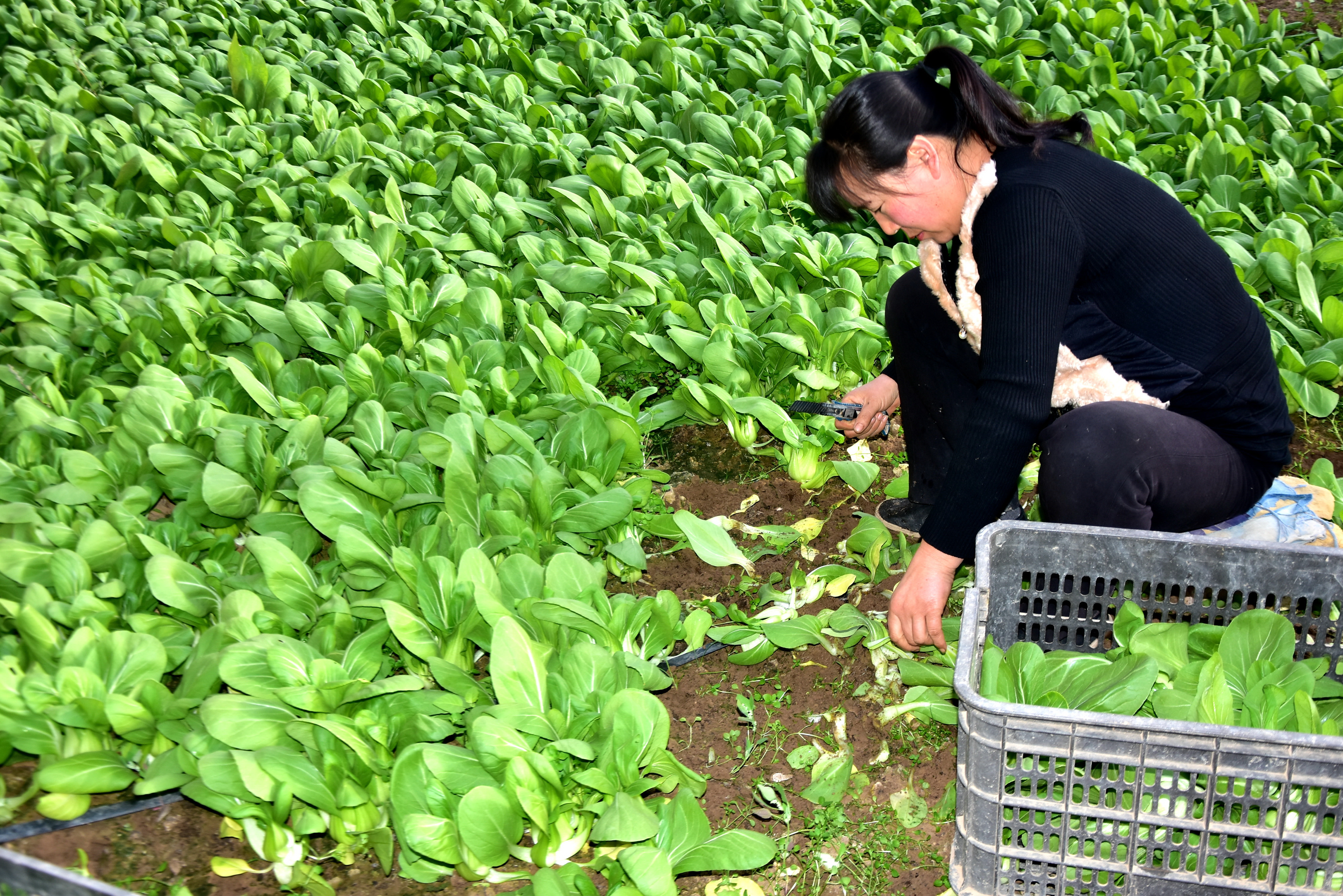 性感的农民农民的性感魅力