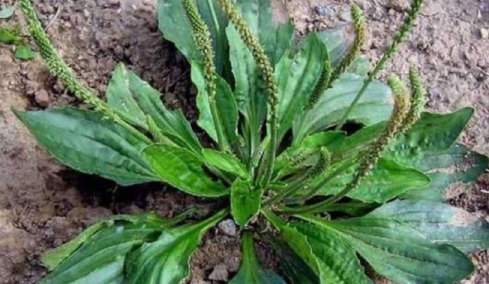 野草高清视频免费野草高清视频免费分享