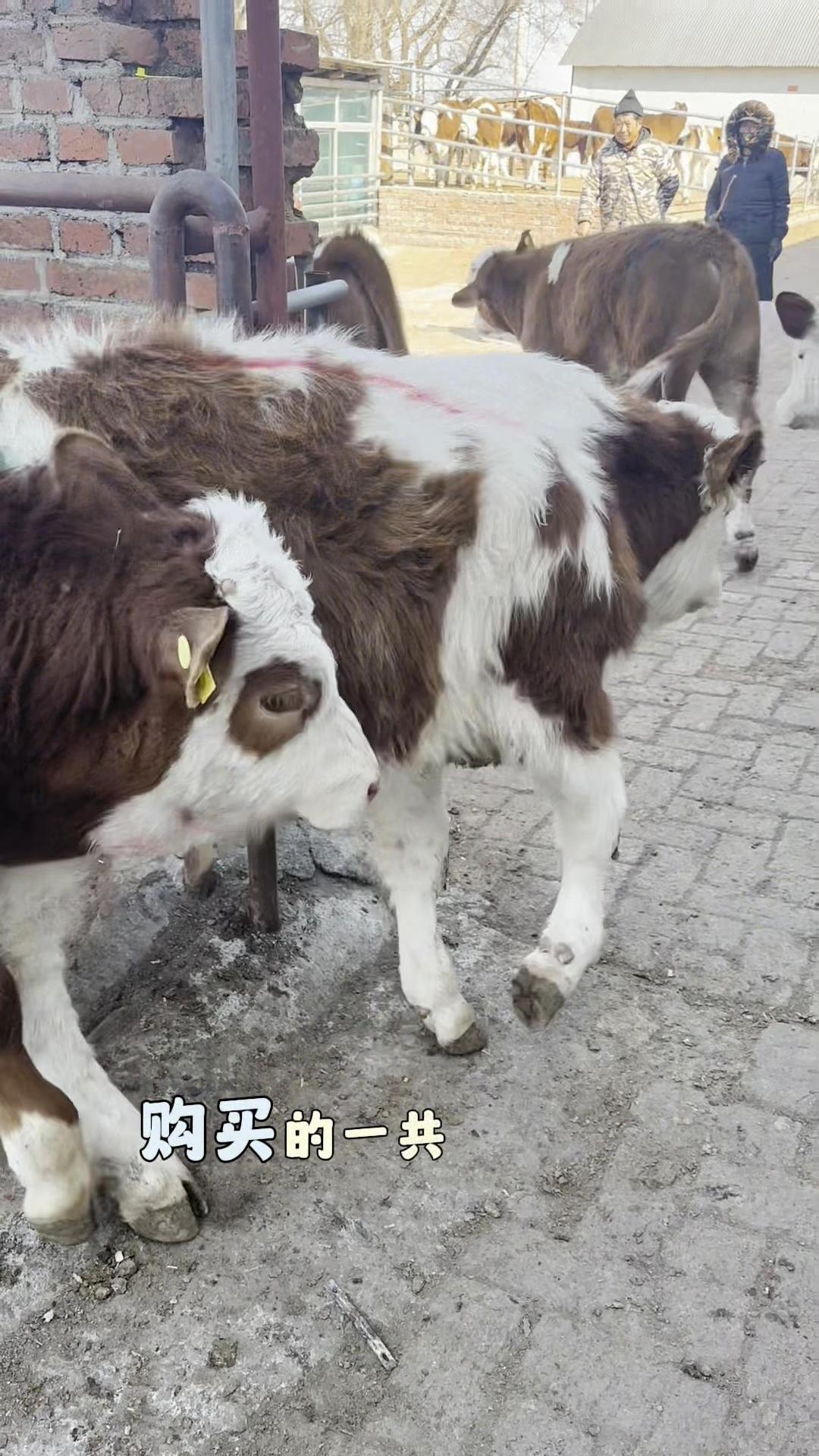 一起牛，共享牛业的美好未来
