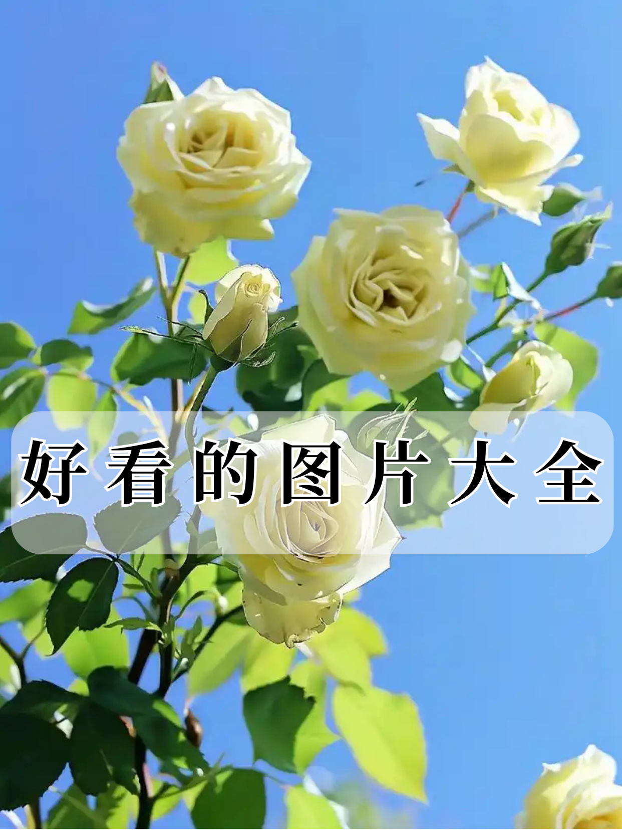 红组图库红组图库，视觉盛宴的宝藏库