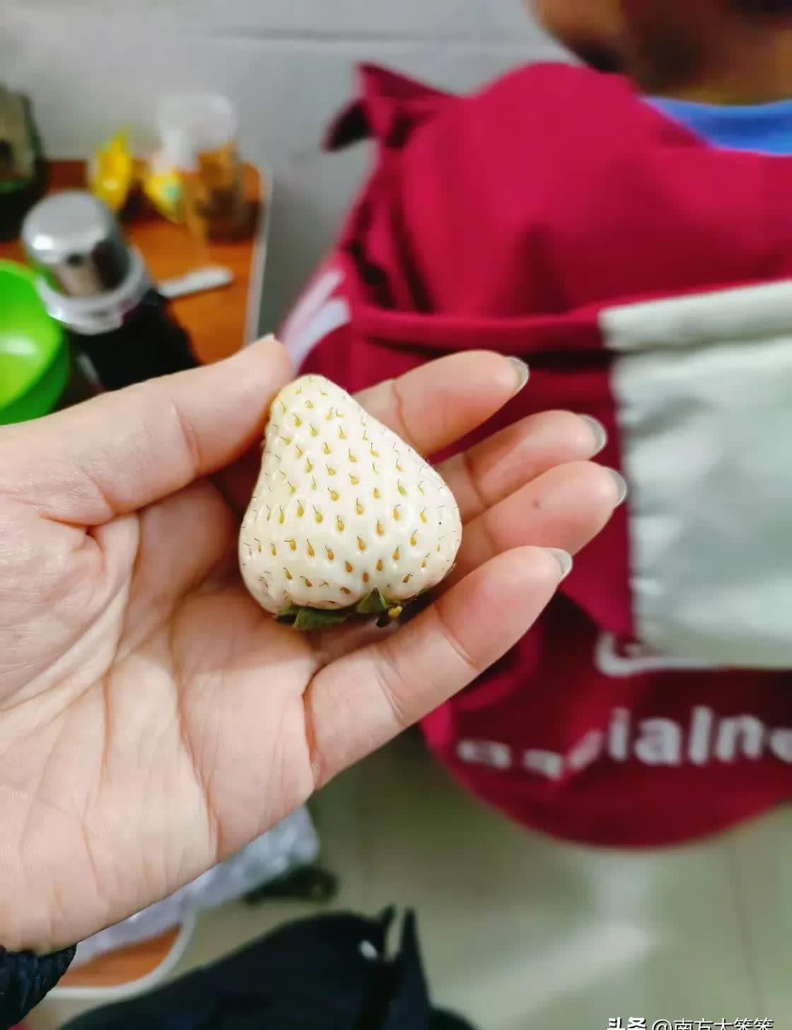 老师迈开腿让尝尝你的草莓是什么老师迈开腿尝草莓