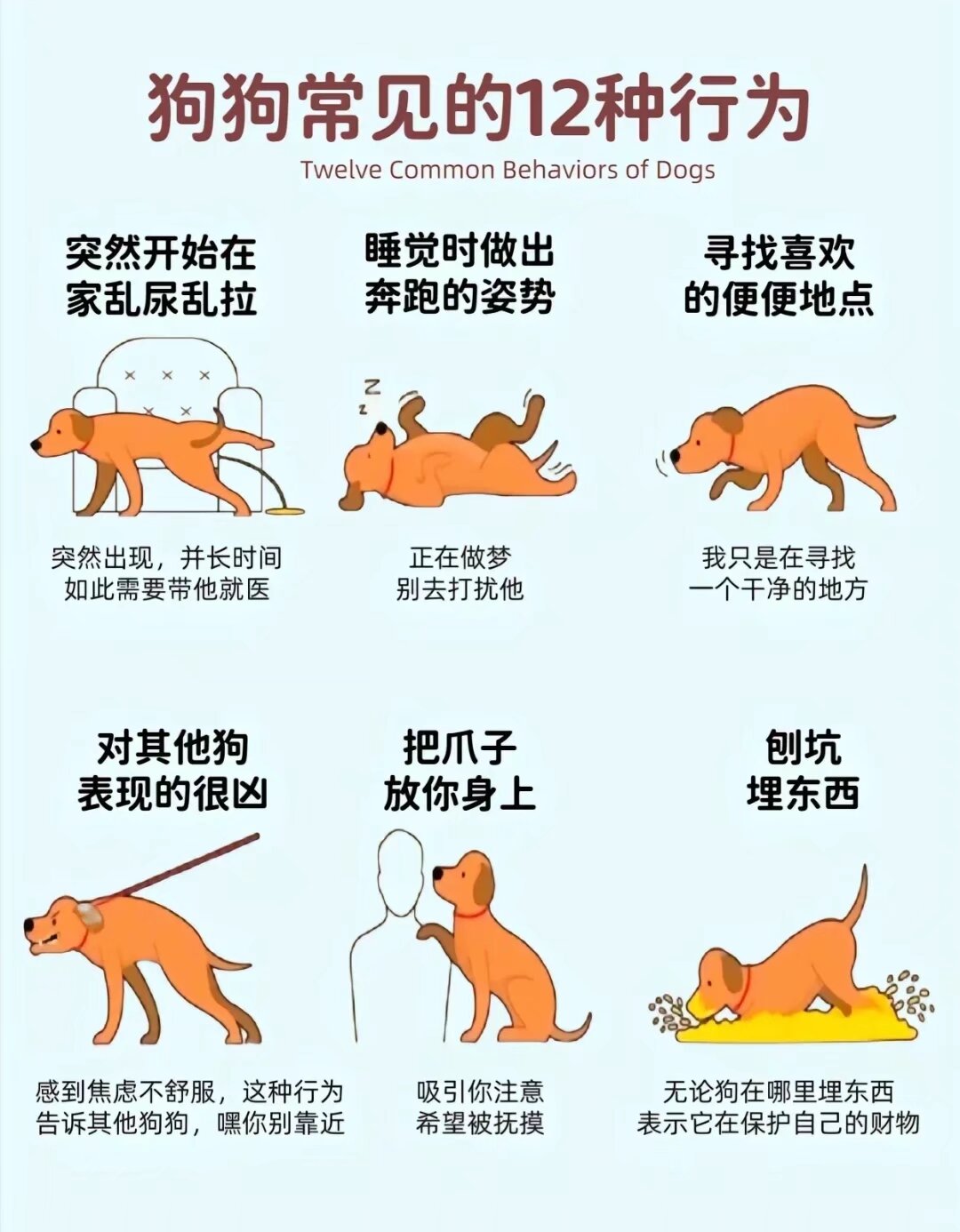 狗和人是怎么玩的 热闹狗与人互动游戏探索-第2张图片
