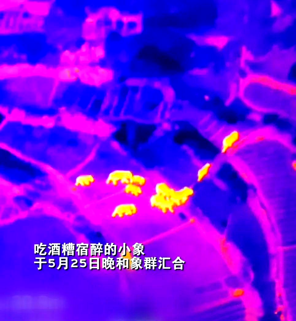 象群北迁原因象群北迁-第3张图片