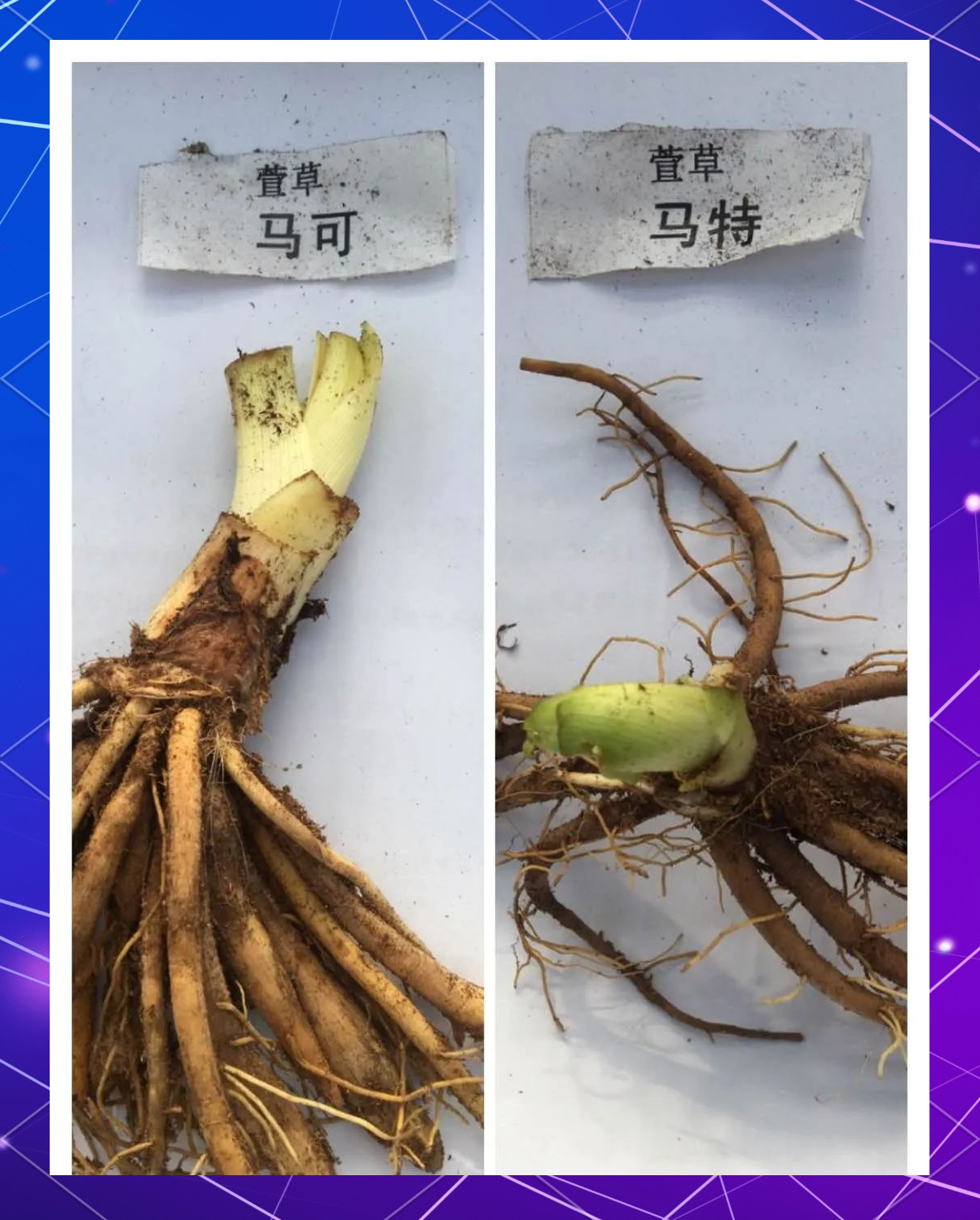 忘忧草视频网忘忧草视频网，探索视频世界的奥秘-第2张图片