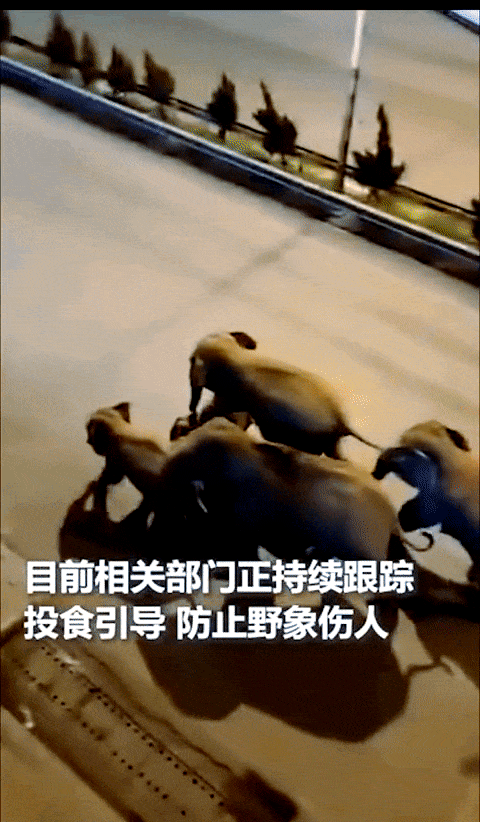 象群北迁原因象群北迁-第2张图片