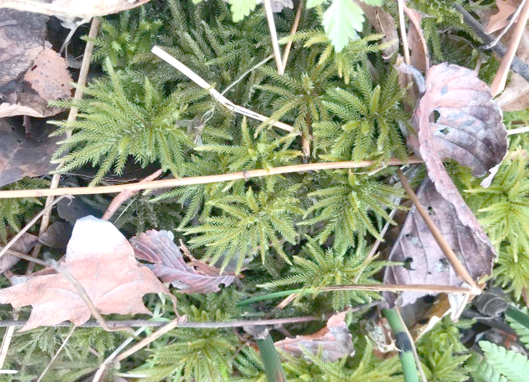 黄石苔藓奇观探秘-第2张图片
