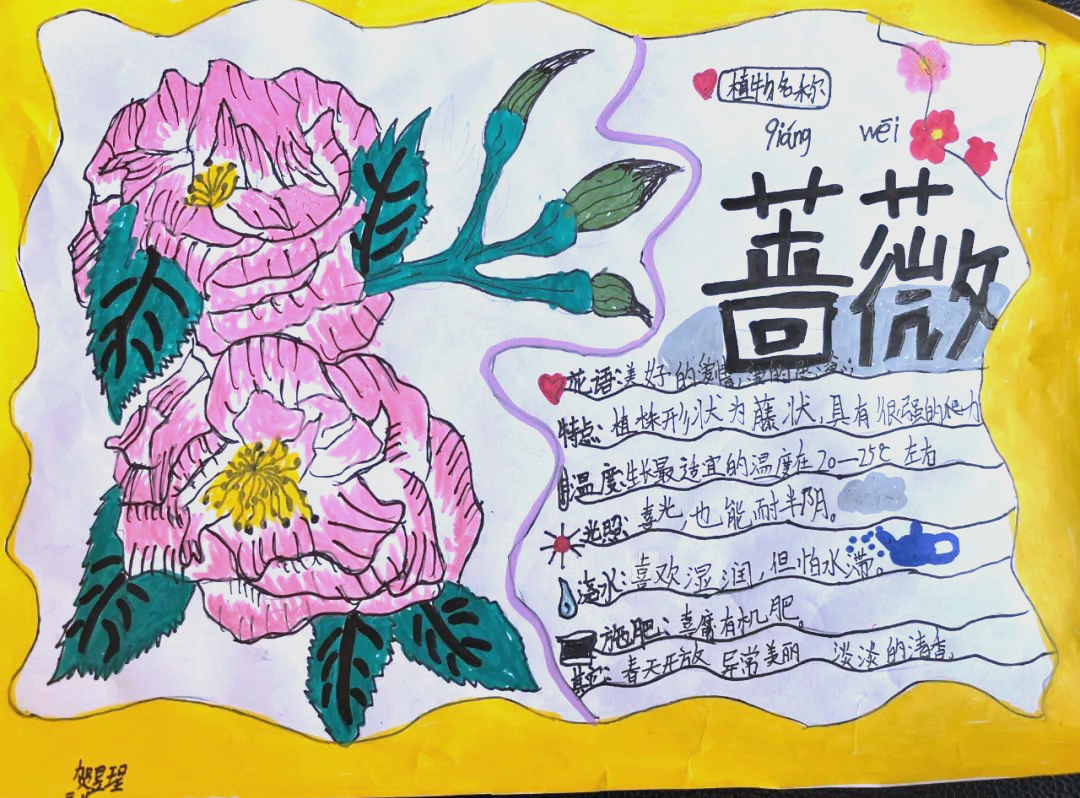 忘忧草与一卡、二卡、三卡