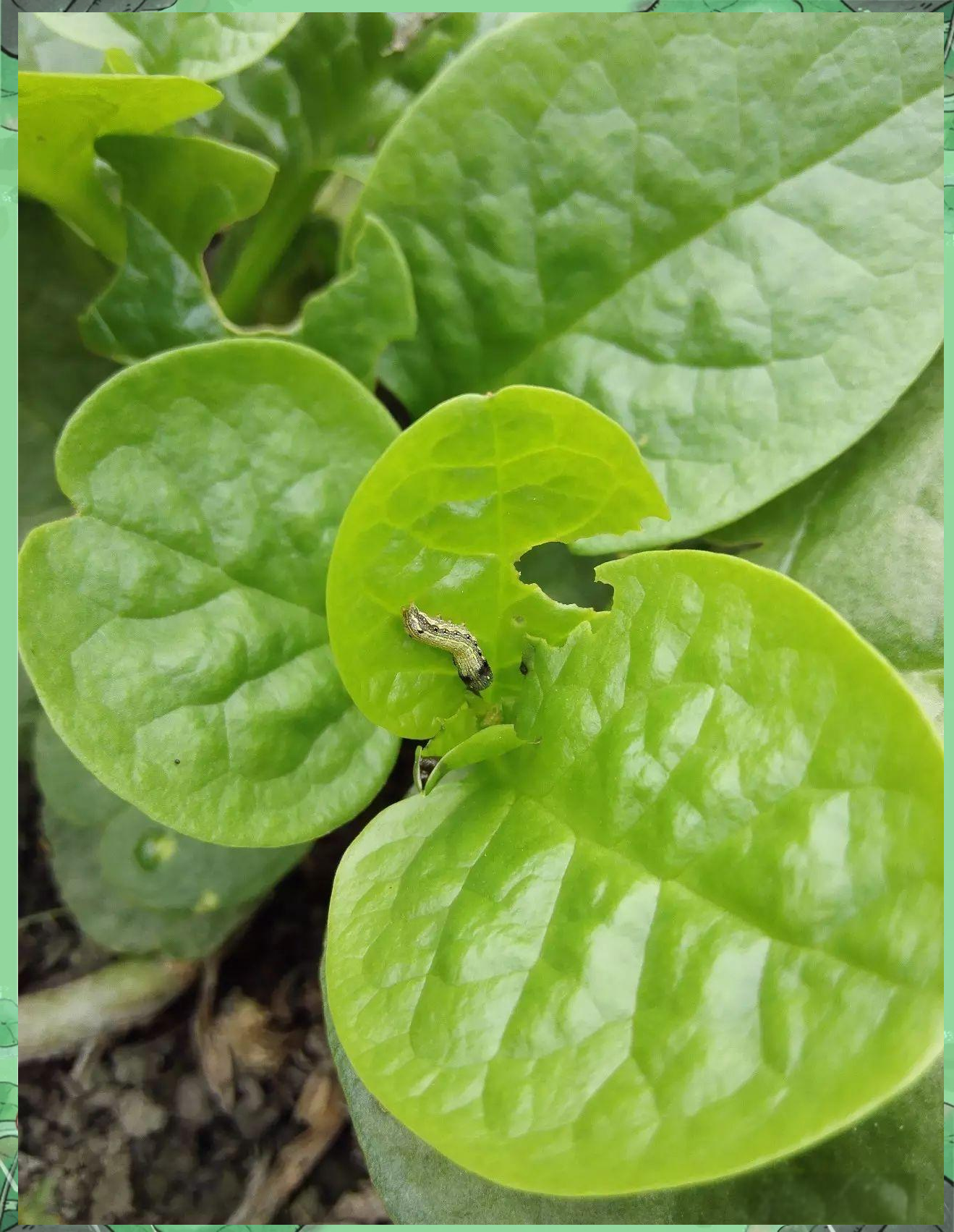 丝瓜秋葵草莓绿巨人大全苹果污丝瓜、秋葵、草莓、绿巨人大全-第2张图片