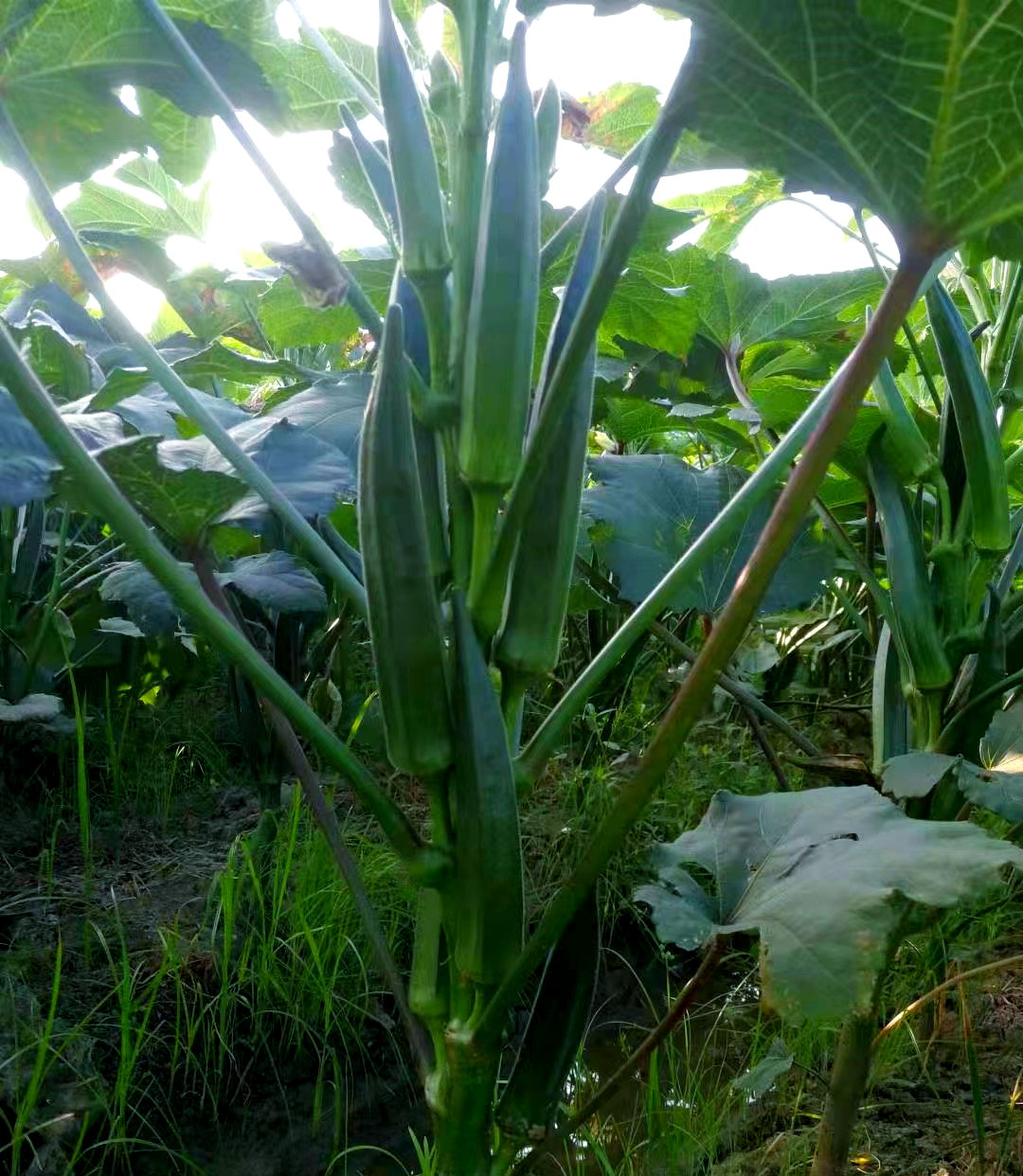 丝瓜樱桃秋葵榴莲菠萝蜜IOS丝瓜樱桃秋葵榴莲菠萝蜜与IOS的融合-第2张图片