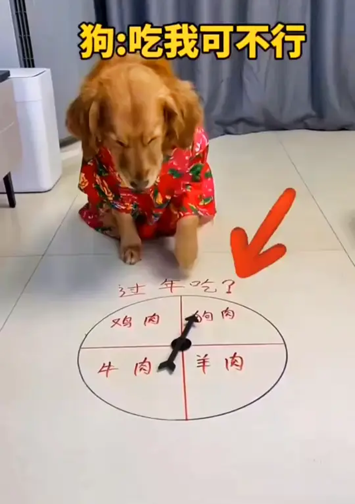 一人一狗卡了六个小时的视频