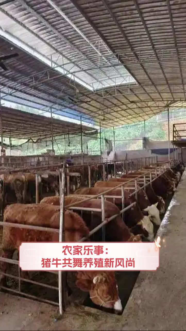 欧美牛猪马，畜牧业与农业的融合典范-第2张图片