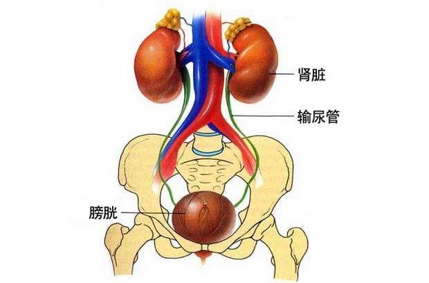 另类欧美尿交插尿道另类欧美尿交，探索独特的文化现象