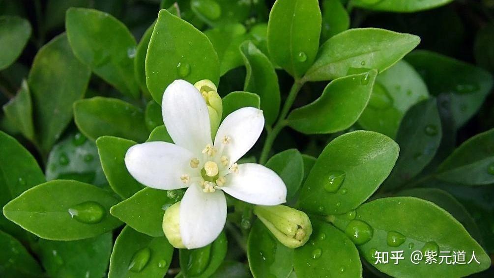 饭山香织 别名饭山之韵-第2张图片