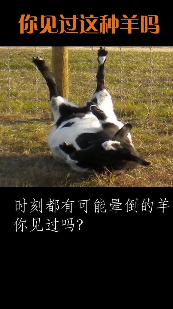 这样的BB你见过吗这样的BB你见过吗-第2张图片