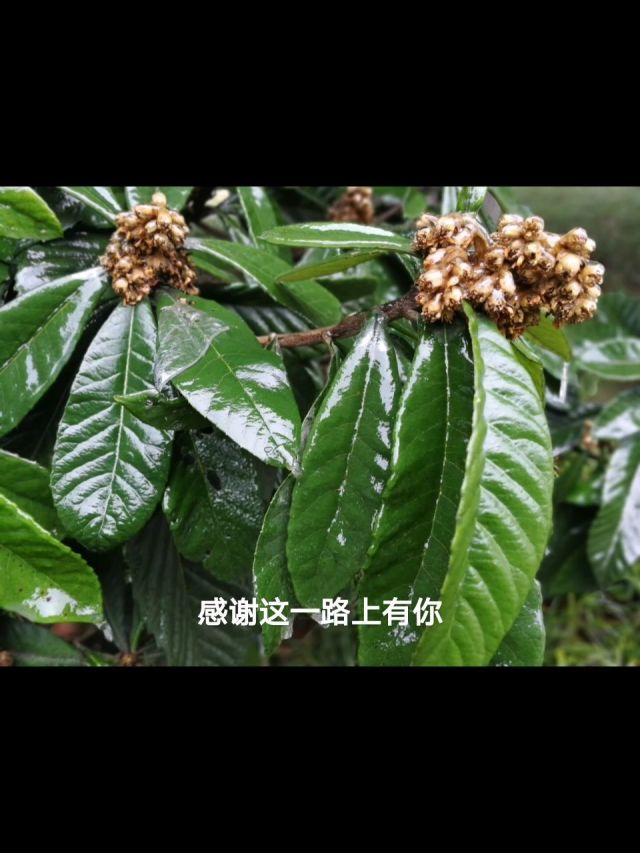 青青河边草免费直播观看国语新闻青青河边草免费直播观看国语，探索美好时光