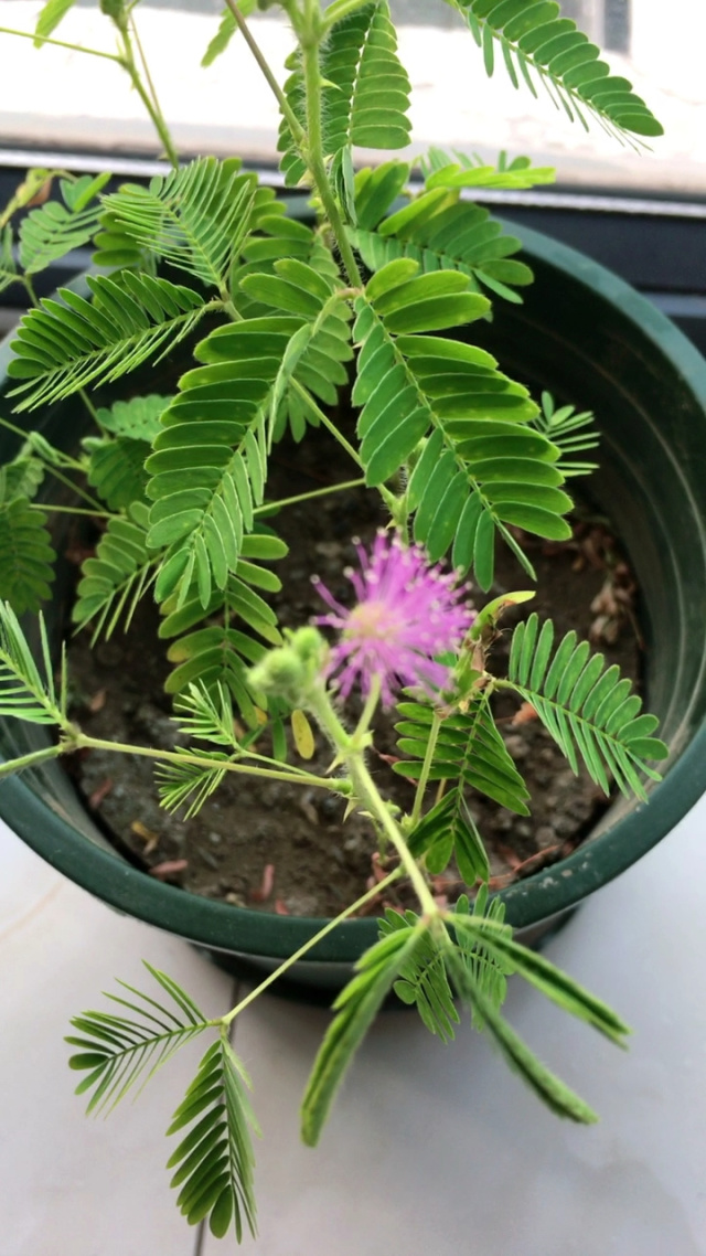 含羞草影视免费入口观看网站含羞草影视免费入口观看