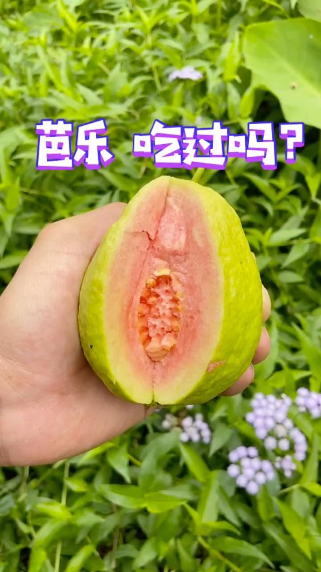 芭乐下载ios官方网站老版本芭乐视频下载app，探索便捷视频下载新体验-第2张图片