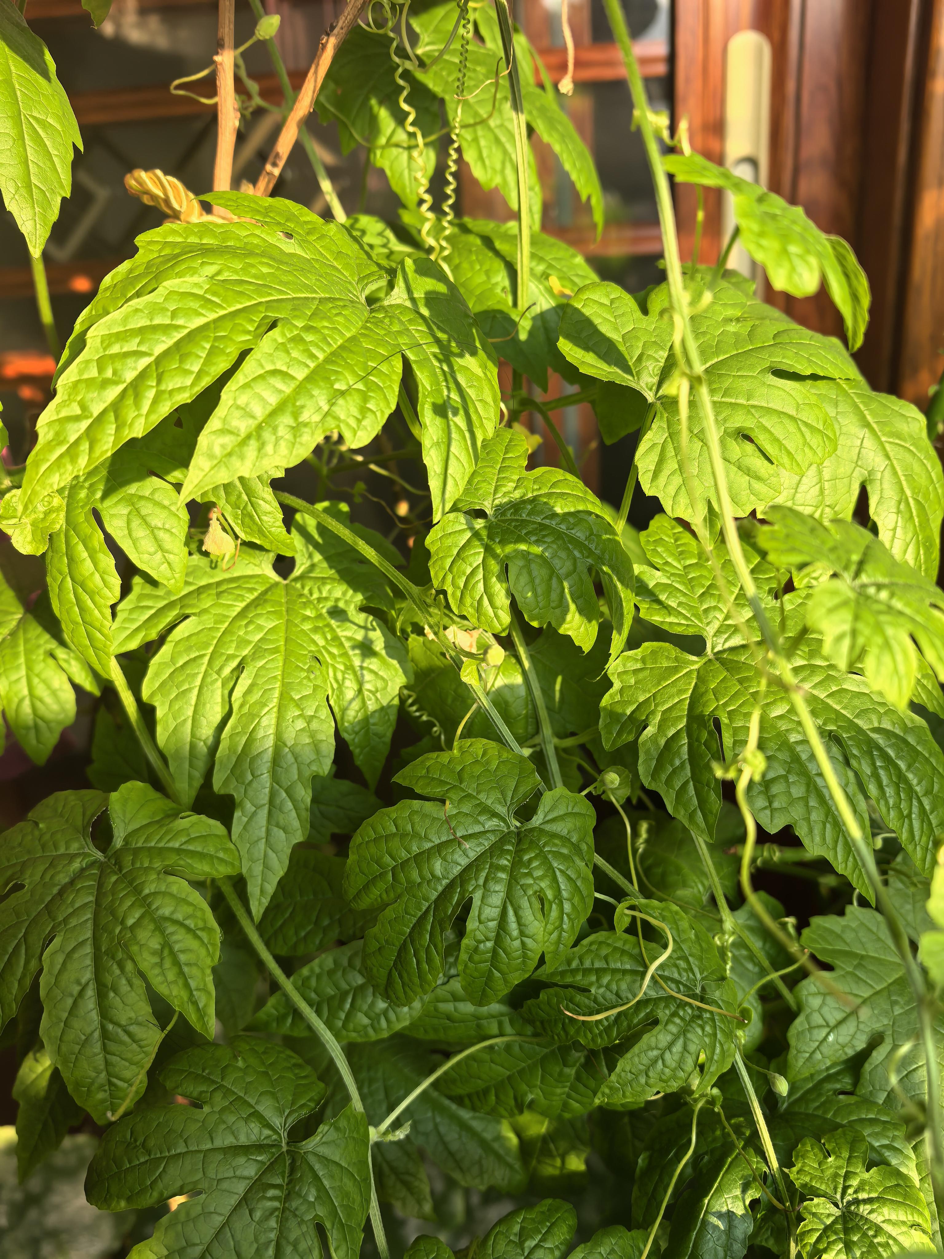 丝瓜樱桃秋葵榴莲菠萝蜜污黄丝瓜樱桃秋葵榴莲菠萝蜜污黄-第2张图片