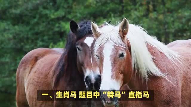 今日什么特马今日特马，今日之亮点与新发现-第2张图片