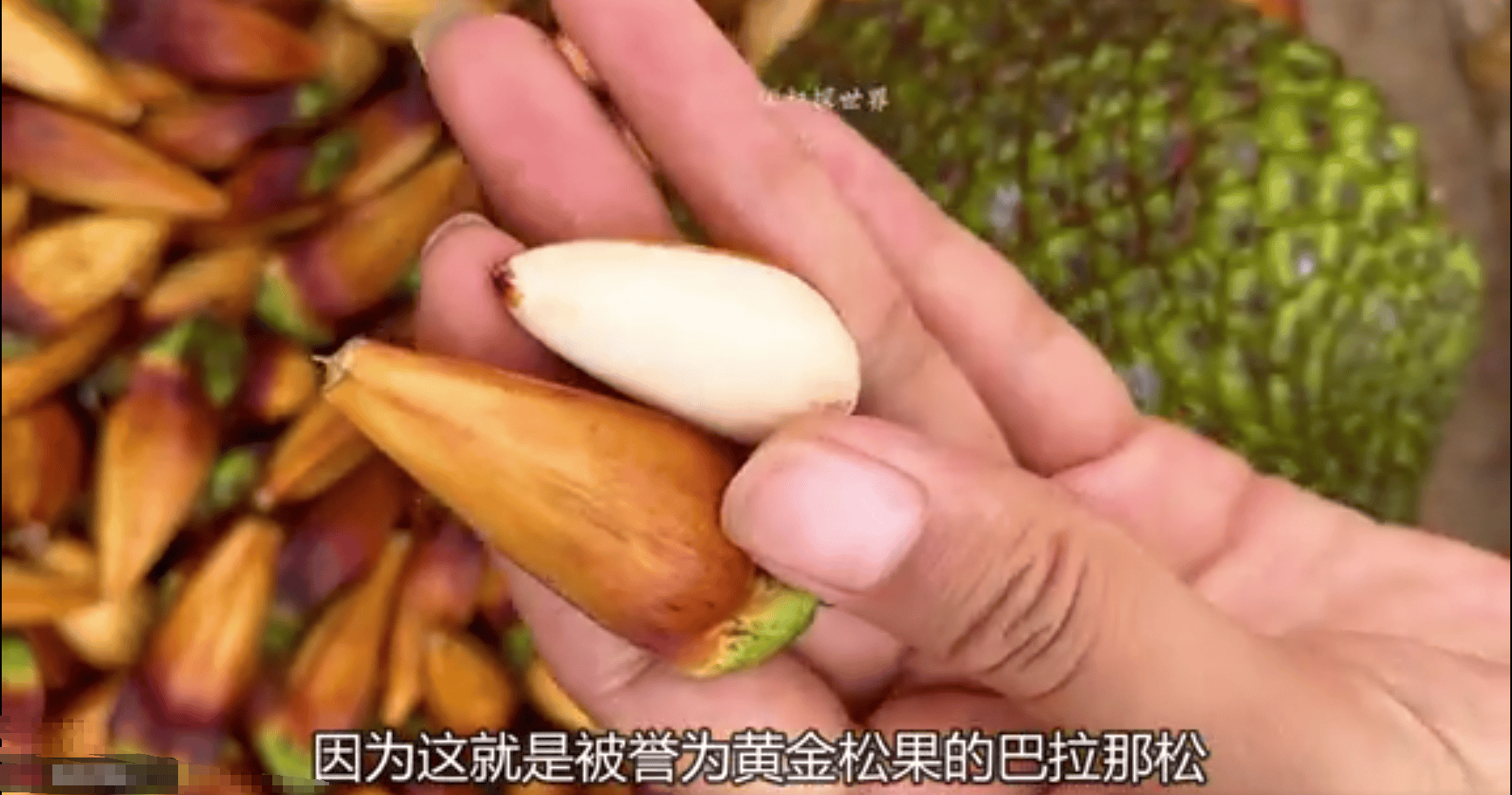 雪峰毛尖，品味自然之珍