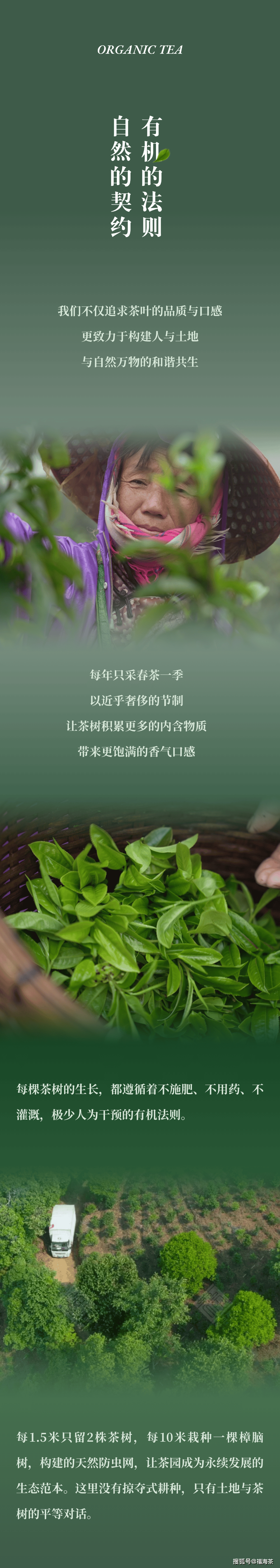 茶叶可以带上飞机吗茶叶能否带上飞机-第2张图片
