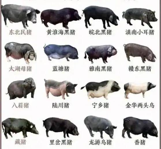 人和种猪人与种猪，共生共融的未来-第1张图片