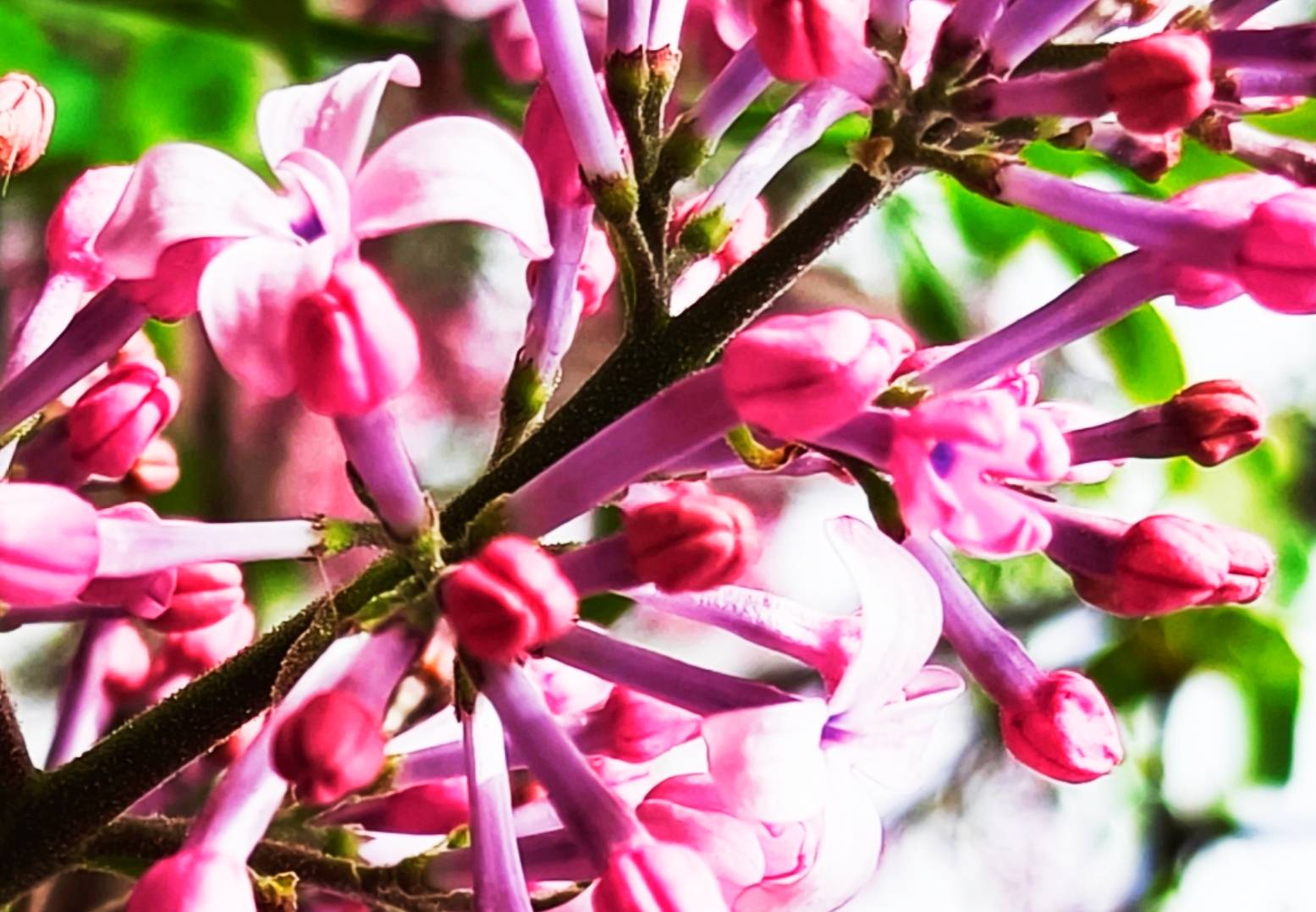丁香花高清在线观看完整版电影小说丁香花高清在线观看完整版