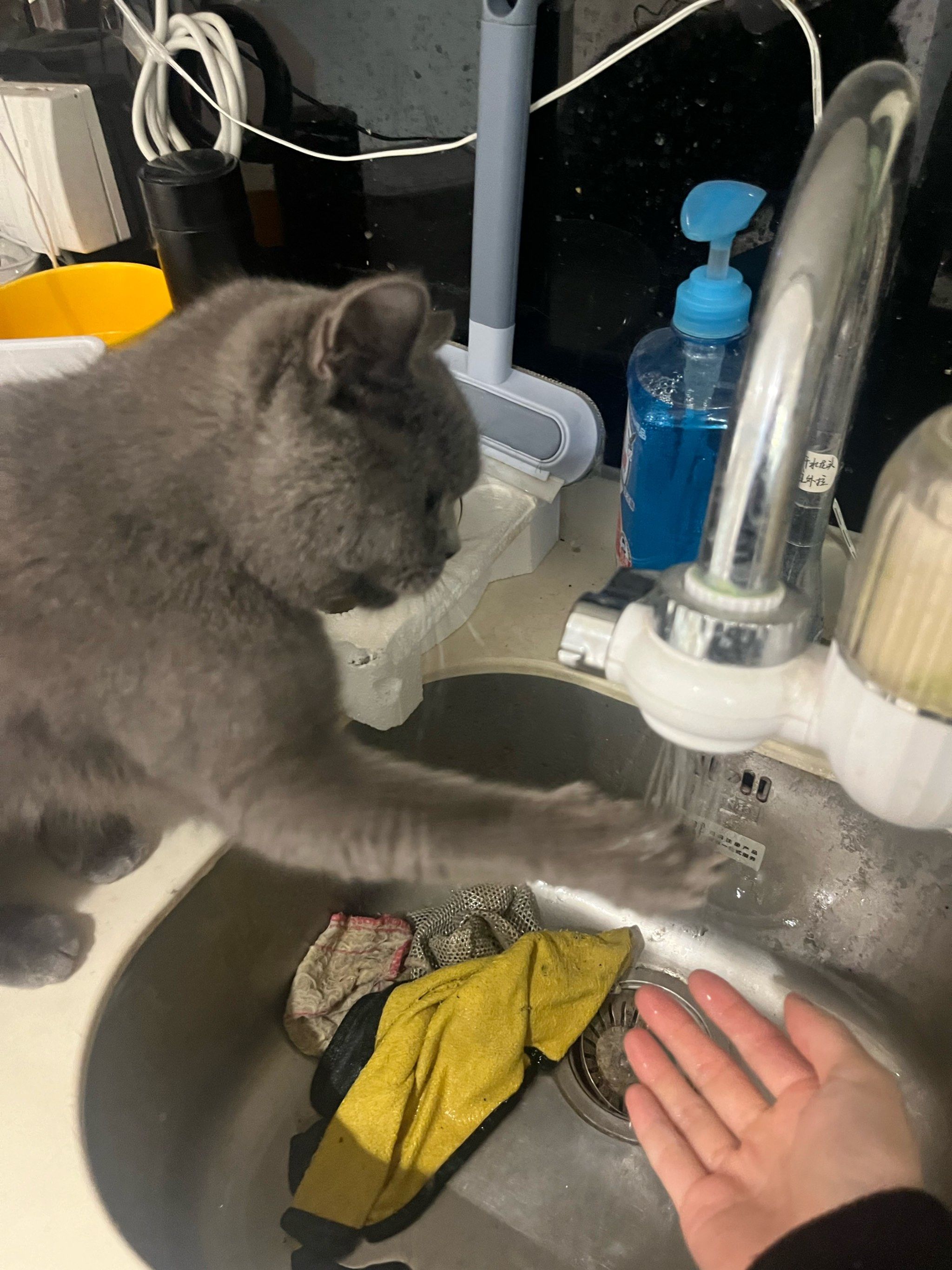 猫抓娱乐广播猫抓娱乐，猫咪的快乐时光