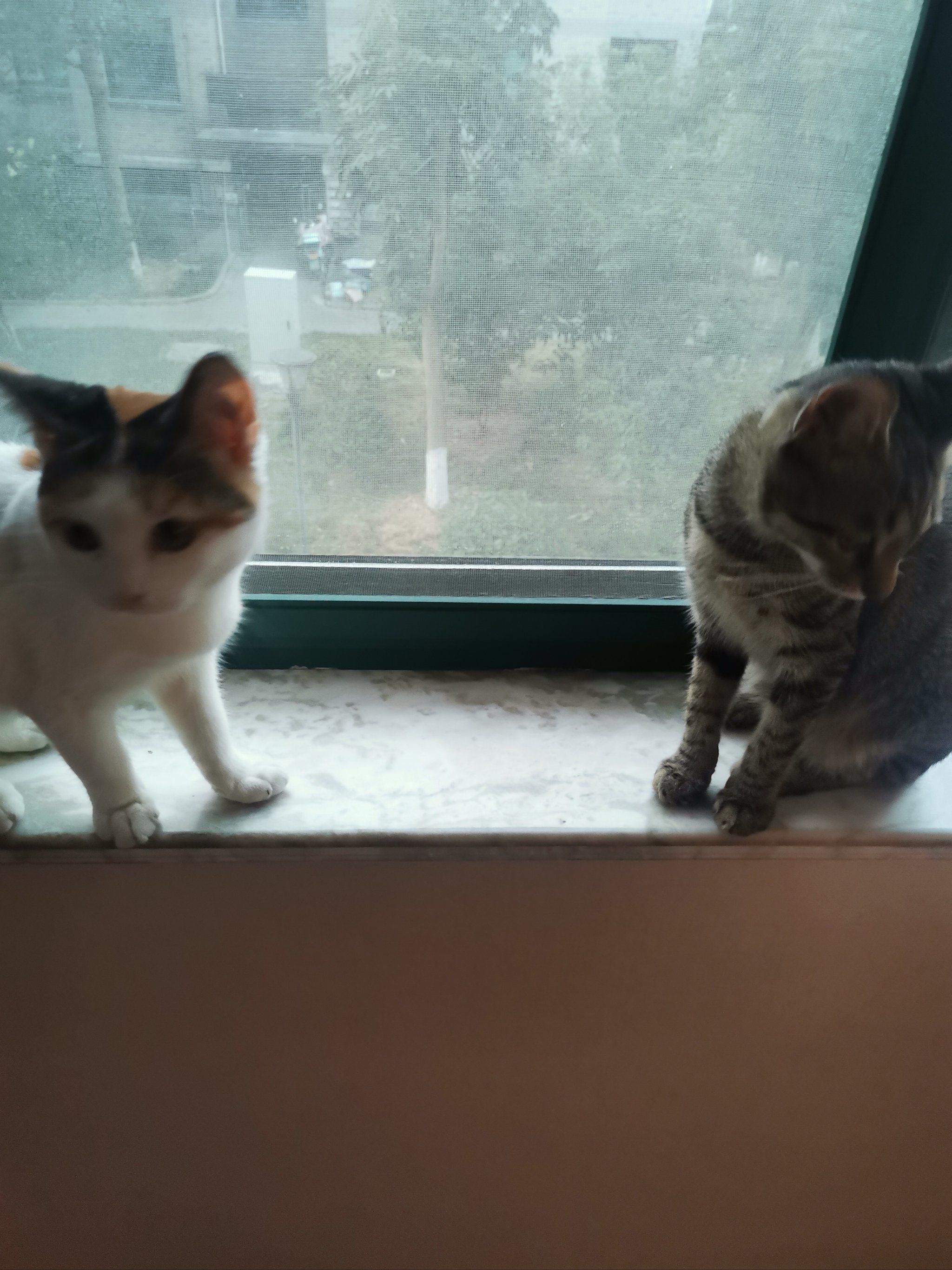 猫咪社区高清视频在线观看
