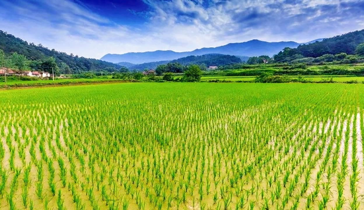 野草影院手机在线观看免费6080野草影院手机在线观看免费体验