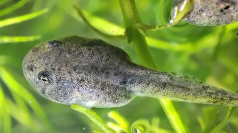 蝌蚪窝最新释放地址蝌蚪窝最新释放地址揭秘