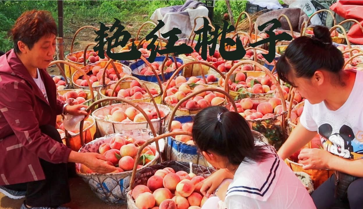 桃子视频在线观看高清免费视频桃子视频在线观看高清免费视频推荐