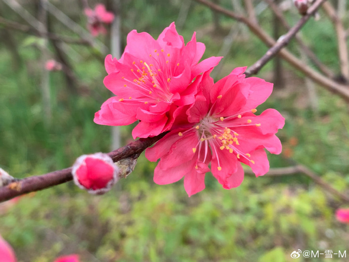 今日桃花运-第3张图片