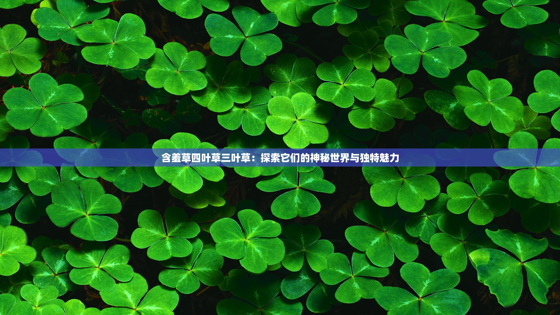 含羞草午夜视频第1集含羞草午夜视频，神秘与惊喜的探索