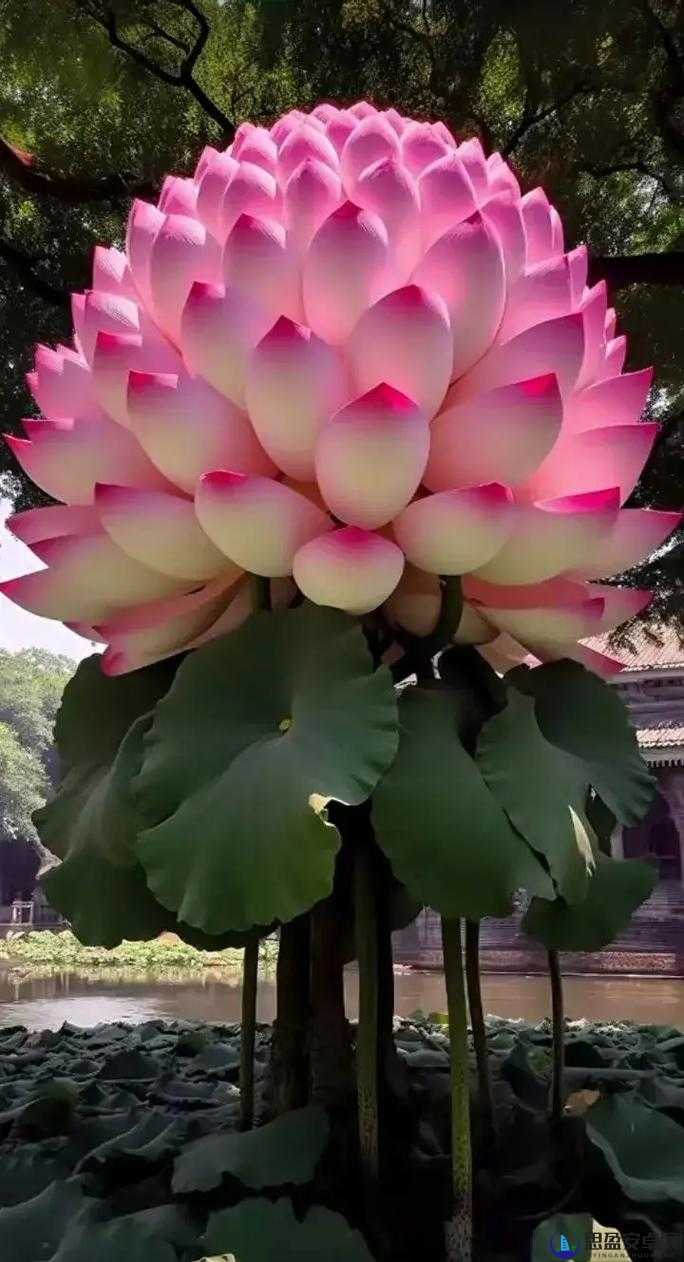 女子半夜莲花开有感觉吗女子半夜莲花开的表现