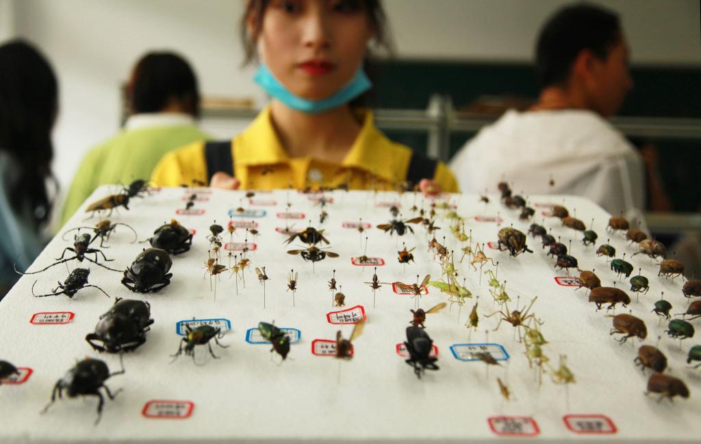 浙江农林大学夏婧茹照片浙江农林大学夏婧茹照片揭秘