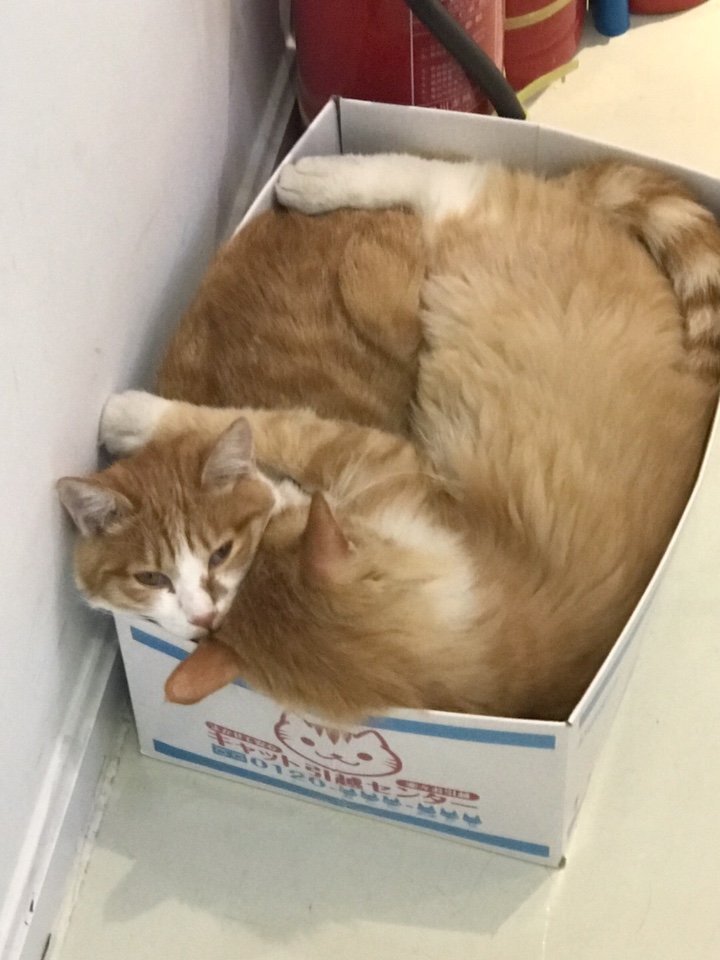 激色猫激色猫，神秘魅力与多彩世界